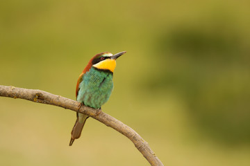 Small bird with a nice plumage