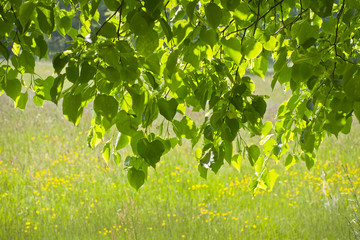 Pod zieloną lipą na tle kolorowej łąki.
Miły widok w parku w słoneczny wiosenny dzień. - obrazy, fototapety, plakaty