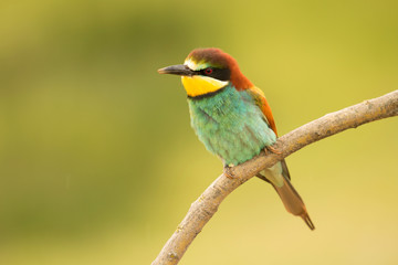 Small bird with a nice plumage