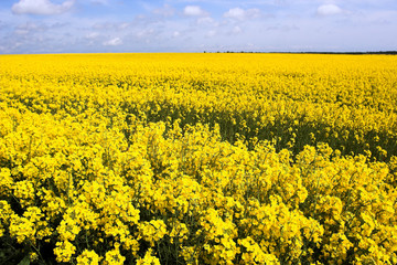 Obraz premium Yellow rape field