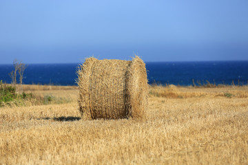 Fototapeta premium hay roll on meadow
