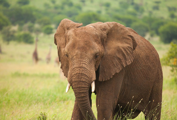 Naklejka na ściany i meble african elephant