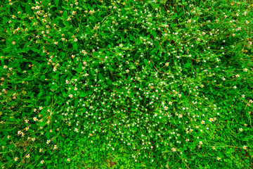Green grass background.