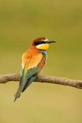 Small bird with a nice plumage