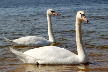 swans couple / white gracefully swim on the water 