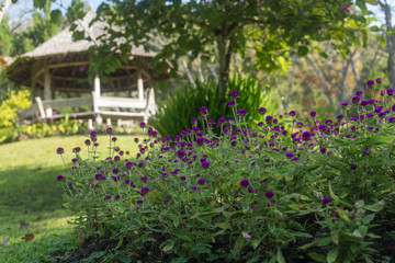 Fototapeta na wymiar Thai garden with plants and trees, pavilion