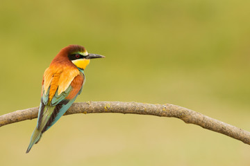 Small bird with a nice plumage