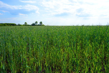 fresh cereal cultivation on farm