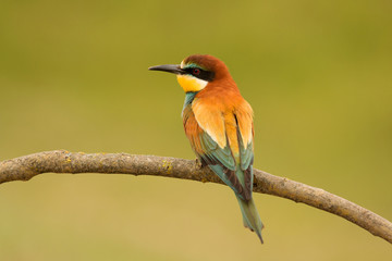 Small bird with a nice plumage