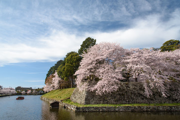 彦根城内堀の桜