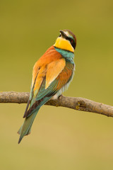 Small bird with a nice plumage