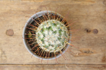 Top view of cactus Mammillaria Bombycina in grey pot on wooden plank