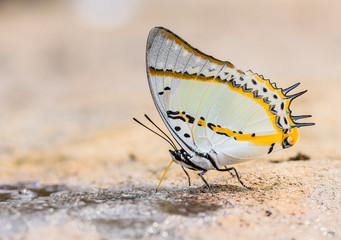 Beautiful The Shan Nawab butterfly eat mineral in nature