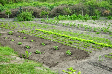 Zadbany ogród warzywny - 112303784
