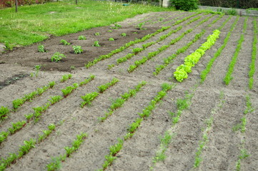 Zadbany ogród warzywny