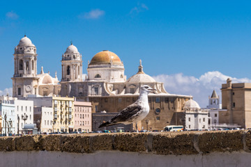 Obraz premium Skyline von Cadiz mit Kathedrale und Uferpromenade und Seemöwe