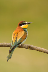 Small bird with a nice plumage