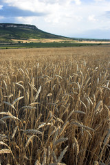 golden wheat field