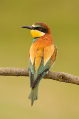 Small bird with a nice plumage