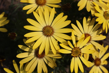 Blühende Frühlingsblumen