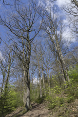 Obraz premium Weg im Buchenwald, Naturpark Arnsberger Wald, Sauerland, Nordrhein-Westfalen, Deutschland