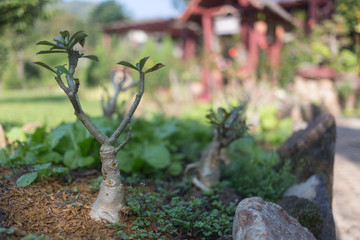 Thai garden with bansai and trees