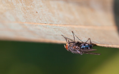 Fly on a log close-up.