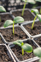 Nursery cucumber in shallow depth of field