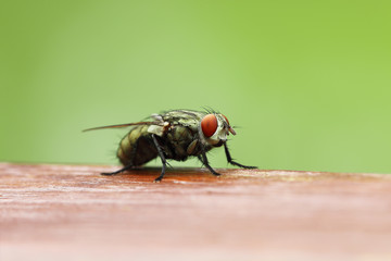 Blow fly on wooden board with blur green background