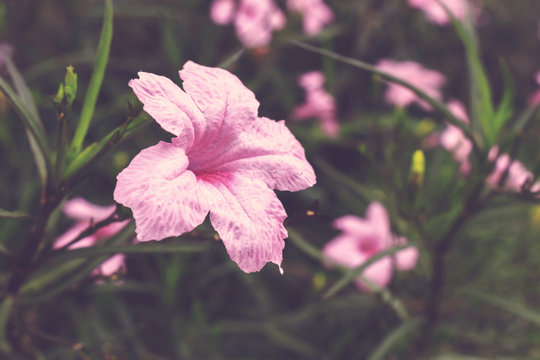 pink ruellias flower in the garden, Ruellia tuberosa, vintage tone  [blur and selective focus background]