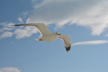 Seagull