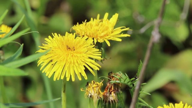 Pissenlits et fourmis