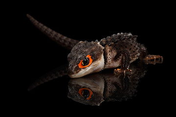Naklejka premium Closeup Red-eyed crocodile skink, tribolonotus gracilis, isolated on Black background