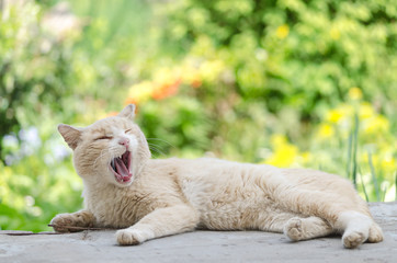 The cat yawns and lies