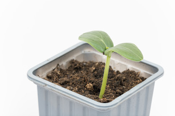 Baby nursery cucumber in plastic pot isolated over white backgro