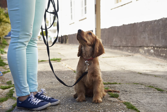 Woman with Cocker Spaniel dog standing outdoors
