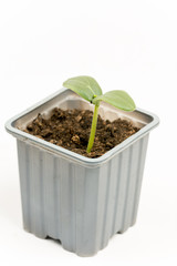Baby nursery cucumber in plastic pot isolated over white backgro