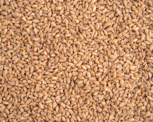 Red winter wheat berries close view