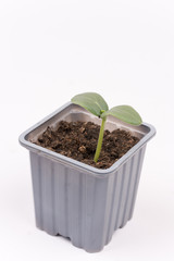 Baby nursery cucumber in plastic pot isolated over white backgro