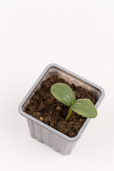 Baby nursery cucumber in plastic pot isolated over white backgro