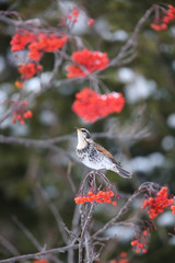 ツグミ,スズメ目,ツグミ科,ツグミ属