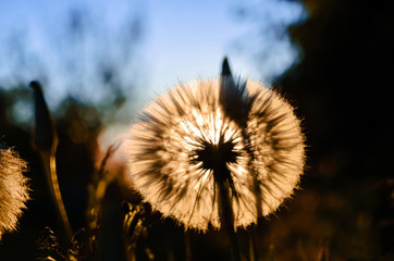 Dandelion at sunset