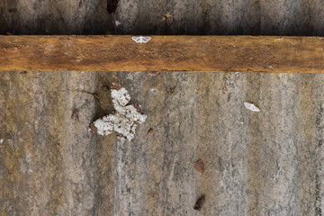 Ash butterfly sits on the roof (Sumatra, Indonesia)