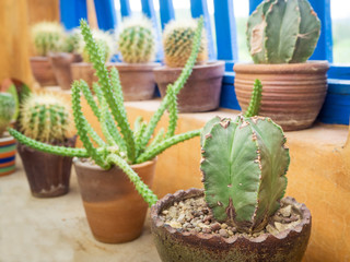 cactus close up decoration in garden