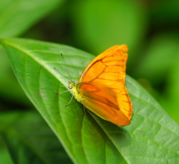 Julia Heliconian butterfly in a garden
