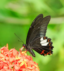 Common Mormon butterfly in a garden