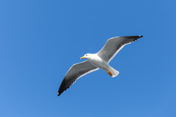 Obraz premium Great black-backed gull. White seagull in sky