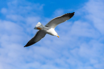 Fototapeta na wymiar Seagull flying in blue sky, closeup photo