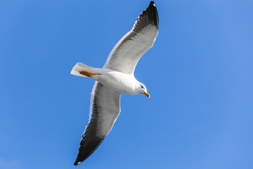  Big white seagull flying in clear blue sky