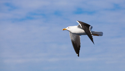 Fototapeta na wymiar Great black-backed gull. White seagull flying